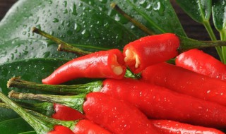 辣椒籽怎么种发芽快（新鲜辣椒籽怎么种发芽快）