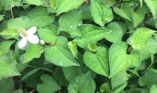 鱼腥草怎么种植?（鱼腥草怎么种植是根种还是籽种）