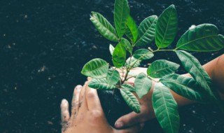 菠萝蜜怎么种植的 菠萝蜜怎么种植的图片
