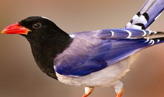 红嘴蓝鹊是喜鹊的一种吗（红嘴蓝鹊与喜鹊是争夺领地还是求偶蚂蚁森林）