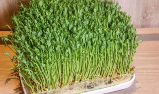 豌豆苗怎么种水培 豌豆苗怎么种植水培