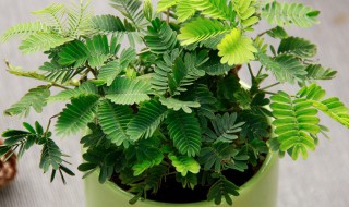 含羞草怎么种植盆栽 含羞草怎么种植盆栽视频