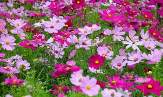 波斯菊的种子怎么种 波斯菊种子怎么种?最佳种植时间?