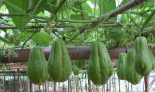 佛手瓜怎么种植结果（佛手瓜怎么种植结果的）