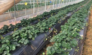 草莓怎么种植比较好（草莓怎么种植技术）