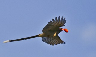 红嘴蓝鹊飞到家里寓意（红嘴蓝鹊飞进家里有什么说法）