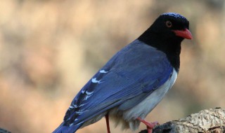 红嘴蓝鹊这种鸟有什么寓意 红嘴蓝鹊是吉祥的鸟吗
