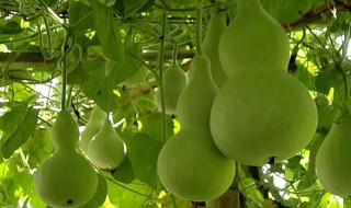 葫芦种子怎么种? 葫芦种子怎么种植