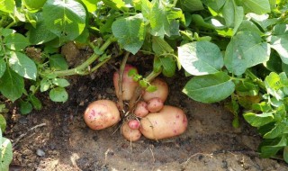 怎么种土豆步骤（怎么种土豆盆栽）