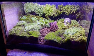 鱼缸苔藓怎么养 鱼缸苔藓怎么养殖