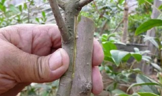 常用的嫁接方法有哪些 常用的嫁接方法有哪些图片