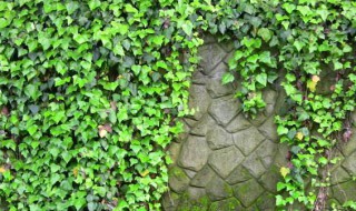 垂吊植物有哪些品种（垂吊植物都有哪些）