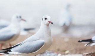 鸽子汤放什么材料好（坐月子鸽子汤放什么材料好）