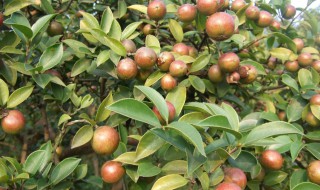 茶油的用处 山茶油的作用与功效