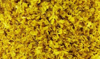 铁皮石斛花怎么晒干 铁皮石斛花怎么晒干泡水喝