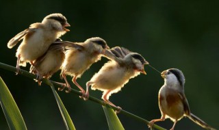 鸟妈妈怎么喂幼鸟喝水（鸟妈妈怎么给小鸟喂食）