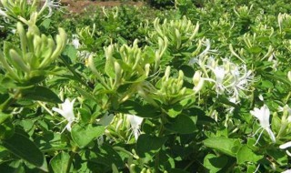 农村如何种植金银花（农村如何种植金银花树）