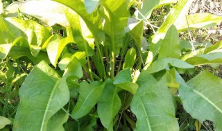 梅州特产山草药有哪些 梅州中草药土特产大全