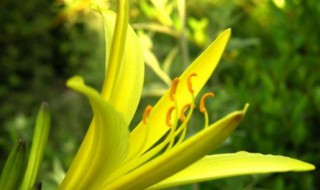 甘肃庆阳市特产有哪些（庆阳市的特产是什么）