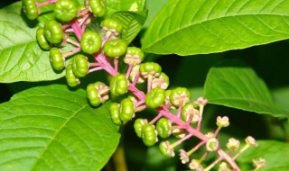 植物传播的方法都有哪些 植物传播的方法都有哪些种类