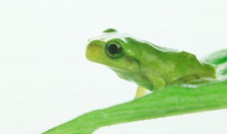 益虫有哪些动物吃害虫 益虫哪些动物是益虫