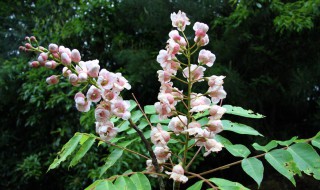 国家一级保护植物有哪些? 中国一级保护植物排行