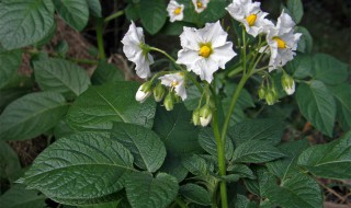 被子植物有哪些进化特征 被子植物有哪些进化特征图片