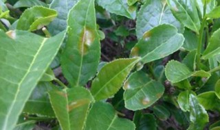 茶树怎么种植结果 茶树怎么种植结果的