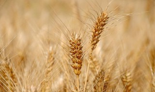 秋天成熟的农作物有哪些及颜色 秋天成熟的农作物有哪些及颜色的形容词