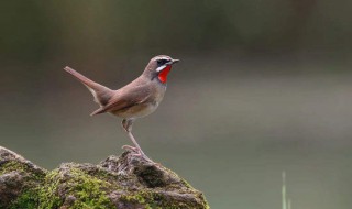 一级保护动物鸟有哪些（一级保护鸟儿那些鸟）