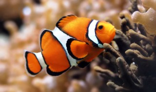小丑鱼的资料有哪些? 小丑鱼特点简介
