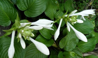 秋天白色的花有哪些（秋天开花的花10种花）