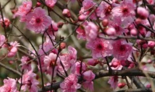 梅花精神的人有哪些 梅花精神的人有哪些和原因