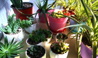 不怕晒的阳台植物有哪些 不怕晒的阳台植物有哪些呢