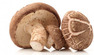 自己在家怎样种植香菇 自己在家怎样种植香菇视频