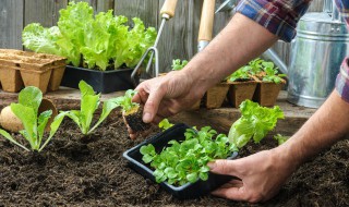 种菜怎么种才好 种菜怎么种才好吃