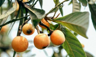 枇杷怎么种植 枇杷怎么种植管理