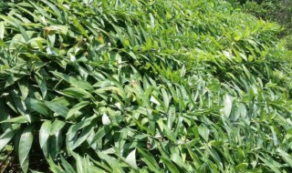 黄精怎么种植是什么