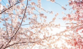 春天有哪些植物苏醒了（春天有什么植物苏醒了）