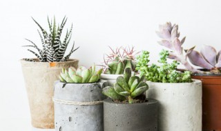 多肉植物怎么种好看 多肉植物怎么种才好看