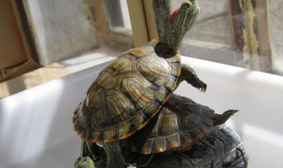 石龟是什么龟 养石龟害死多少人