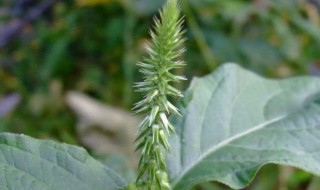 倒扣草的功效与作用你知多少（倒扣草有什么功效）