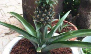 怎么种菠萝头步骤（怎样种菠萝头）