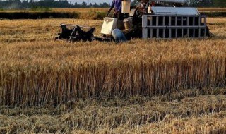 一年四季的农事活动有哪些 一年四季的农事活动有哪些词语