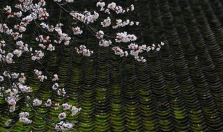 春风化雨典故 春风化雨典故出处