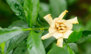 栀子花怎么养殖 盆景栀子花怎么养殖