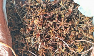 水八角有哪些特殊功效呢 水八角有哪些特殊功效呢图片