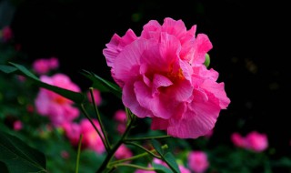 芙蓉花的形态特征和功效介绍（芙蓉花有什么特征）