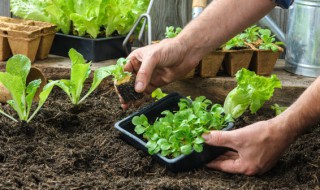 药用植物有哪些耕作技术 药用植物中耕的作用有哪些