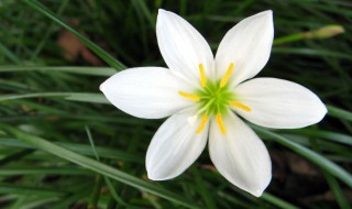 冬天白色的花有哪些（冬天白色的花有哪些高贵）